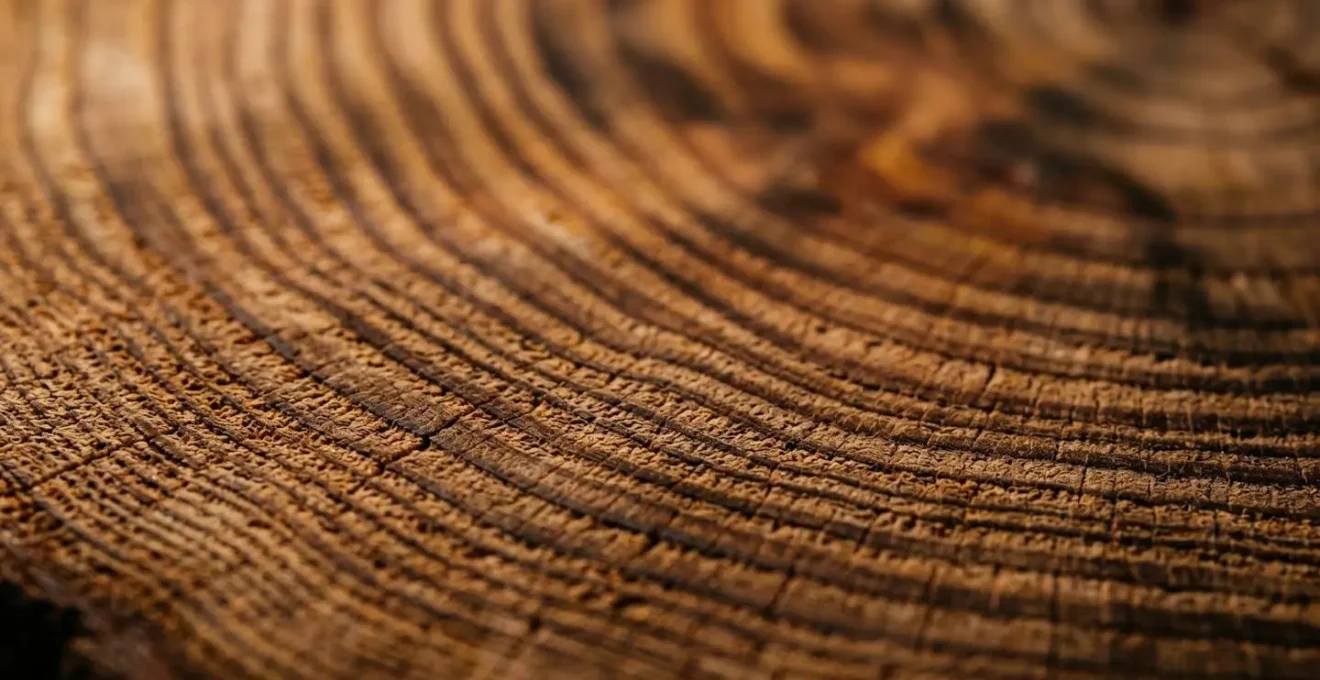 Gros plan macro sur des anneaux de croissance naturels symbolisant le passage du temps